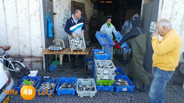 samak yaffa 3j53 (13).JPG